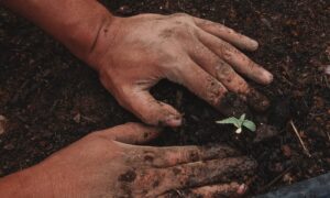 Session 2: Industry Opportunities Overview and the Cannabis Plant