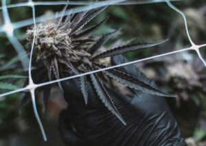 Integrated Pest Management